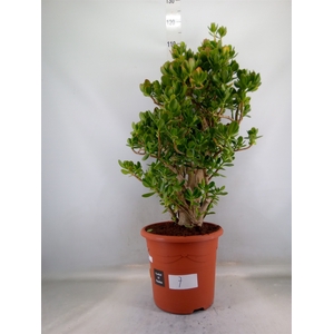 Crassula ovata