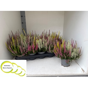CALLU BL  QUATTRO G