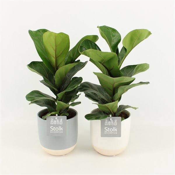 <h4>Ficus Lyrata in Emily keramiek</h4>