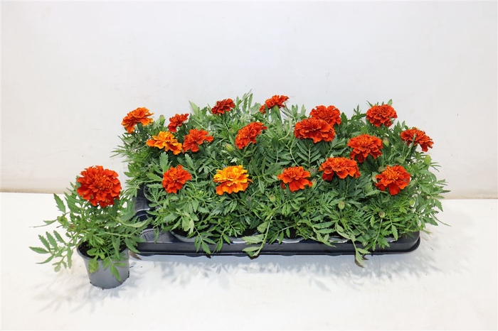 <h4>Tag Ov Red Orange</h4>