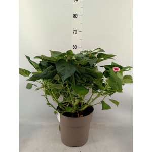Hibiscus mosch. 'Luna'   ...mix