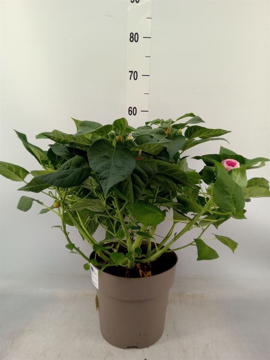 <h4>Hibiscus mosch. 'Luna'   ...mix</h4>