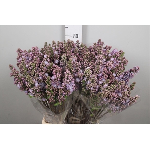 Syr V Michel Buchner 2+