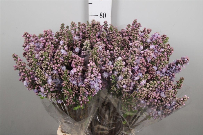 <h4>Syr V Michel Buchner 2+</h4>