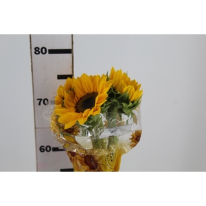 GIRASSOL 070 CM