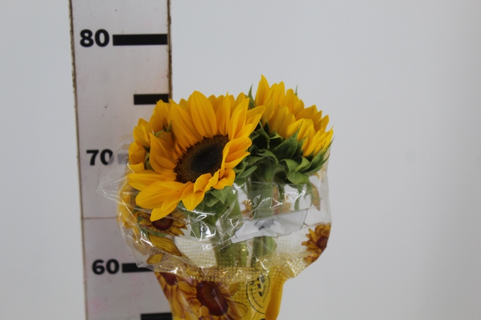 <h4>GIRASSOL 070 CM</h4>