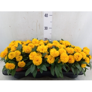 Coreopsis grand. 'Double the Sun'