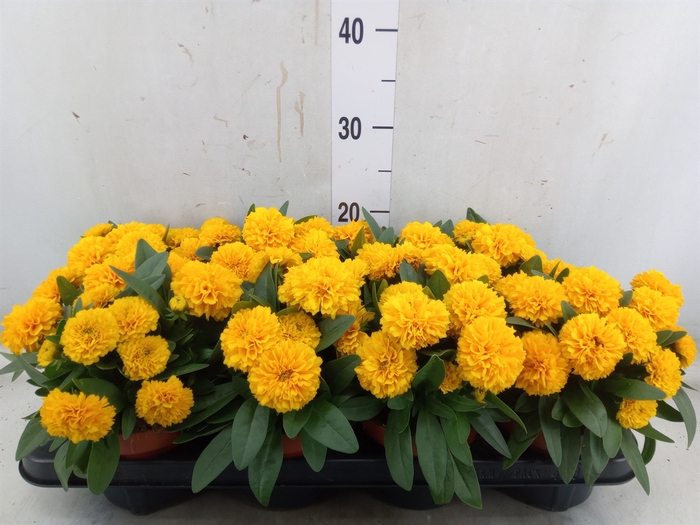 <h4>Coreopsis grand. 'Double the Sun'</h4>