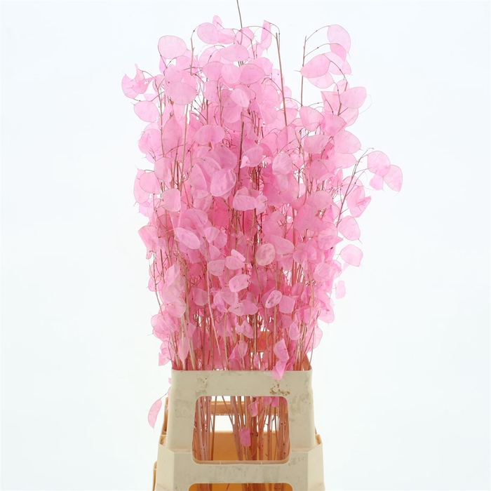 Dried Lunaria Bleached Pink