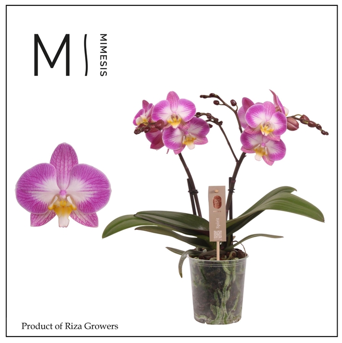 <h4>Phalaenopsis Spirit Pink Special 2 spike - 12cm | Mimesis</h4>