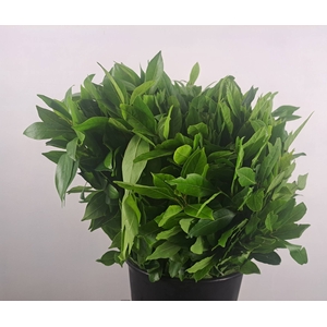 LAURUS NOBILIS