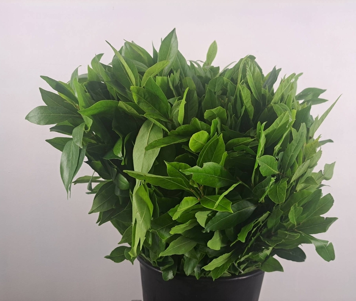 <h4>LAURUS NOBILIS</h4>