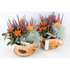 arr4 Outdoor MB - Kop en schotel autumn