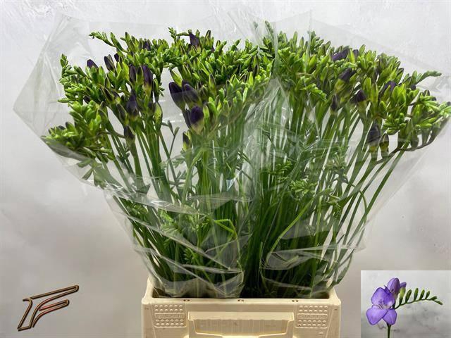 <h4>FR EN MERCURIUS</h4>