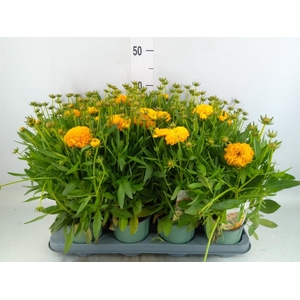 Coreopsis grand. 'Solena'