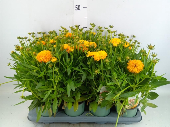 <h4>Coreopsis grand. 'Solena'</h4>