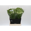 Ornithogalum Thyrsoides
