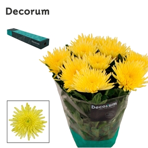 Chr G Topspin Yellow