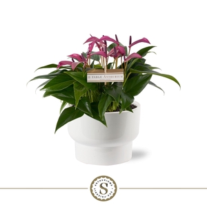 Athene Keramiek White - Zizou