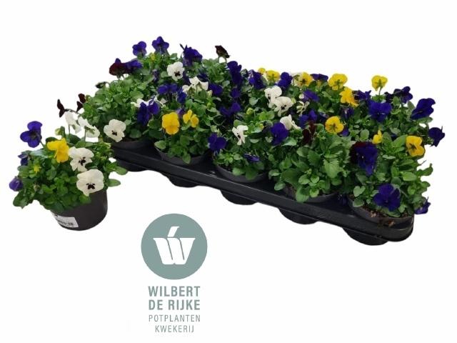 arr8 Vio Co Em Mm Rio