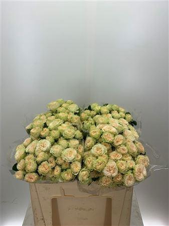 <h4>R TR SUMMERROSE</h4>