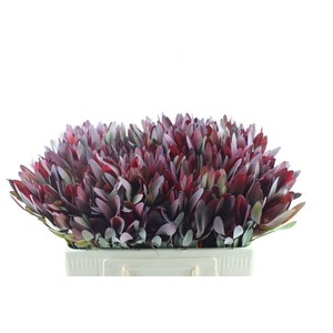 Leucad Saf Sunset Ex