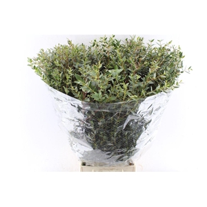Euca Parvi 200 Gram