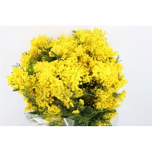 Mimosa Mirandole 500 Gr