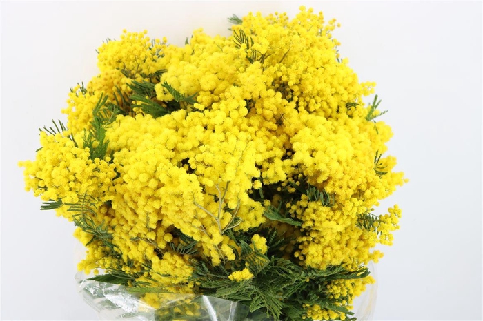 Mimosa Mirandol 500gr P Bunch