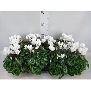 Cyclamen KL 'Carino'