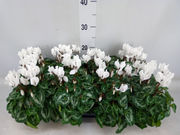 <h4>Cyclamen KL 'Carino'</h4>