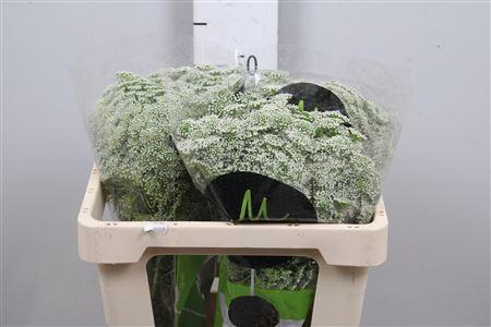 <h4>Ammi Vis Casablanca</h4>