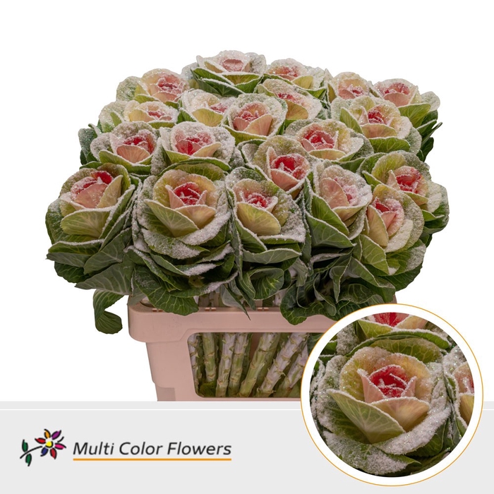 <h4>Brassica MarshM Rood</h4>