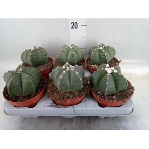 Astrophytum myriostigma