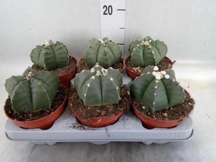 <h4>Astrophytum myriostigma</h4>