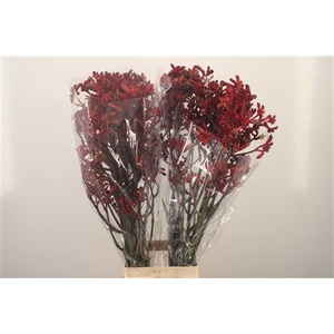 Anigozanthos Early Spring Red