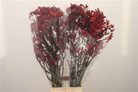 <h4>Anigozanthos Early Spring Red</h4>