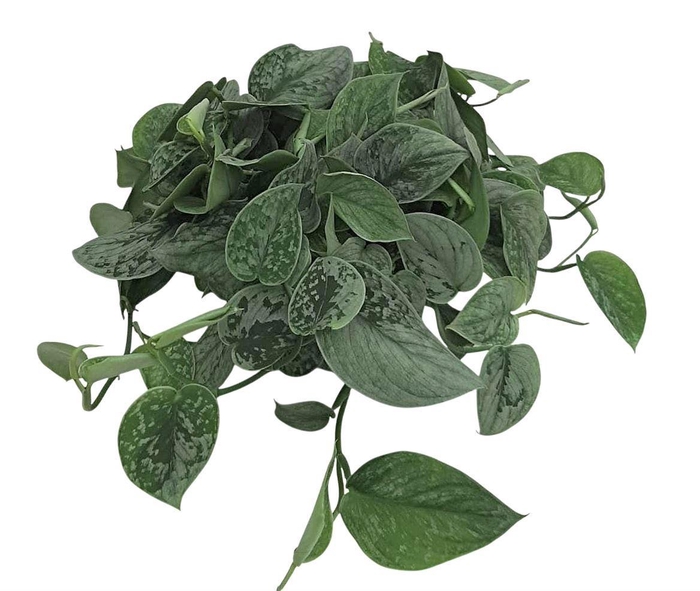 <h4>Scindapsus Pictus Silvery Ann</h4>