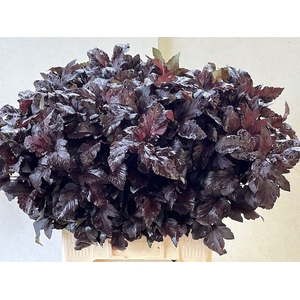 Physocarpus Diabolo Houwelingen