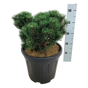 Pinus mugo 'Limerick'