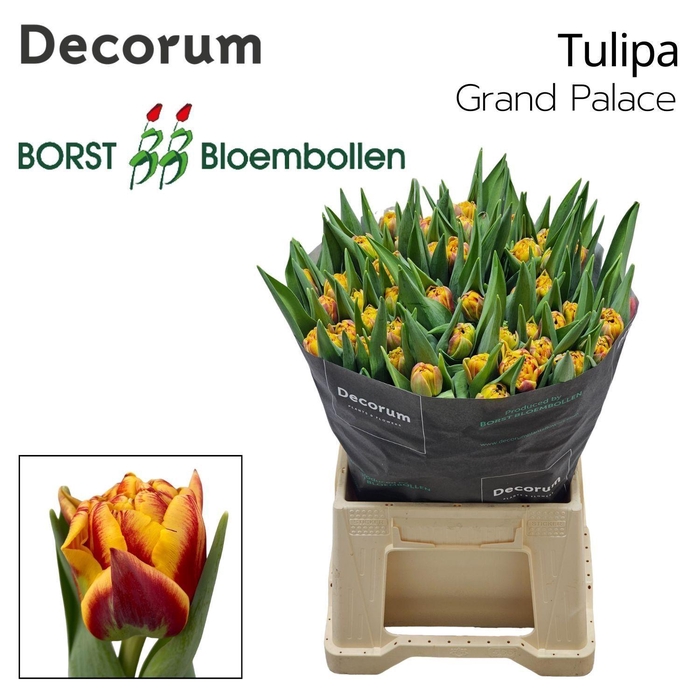 <h4>TU DU Grand Palace</h4>