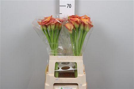 <h4>Zant Ov Oranje</h4>