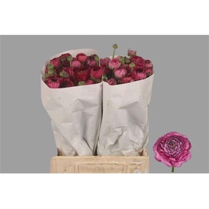 Ran El. Pink Stripes