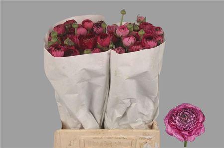 <h4>Ran El. Pink Stripes</h4>