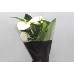 ANTHURIUM ALASKA P17 PREMIUM