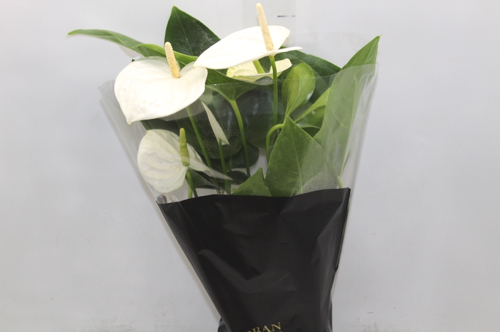 <h4>ANTHURIUM ALASKA P17 PREMIUM</h4>