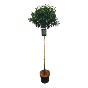 Prunus lus. 'Angustifolia' 120ST