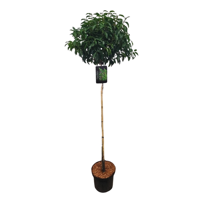 <h4>Prunus lus. 'Angustifolia' 120ST</h4>