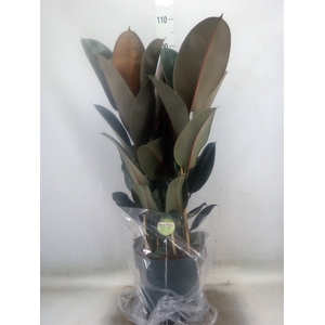 Ficus elastica 'Abidjan'
