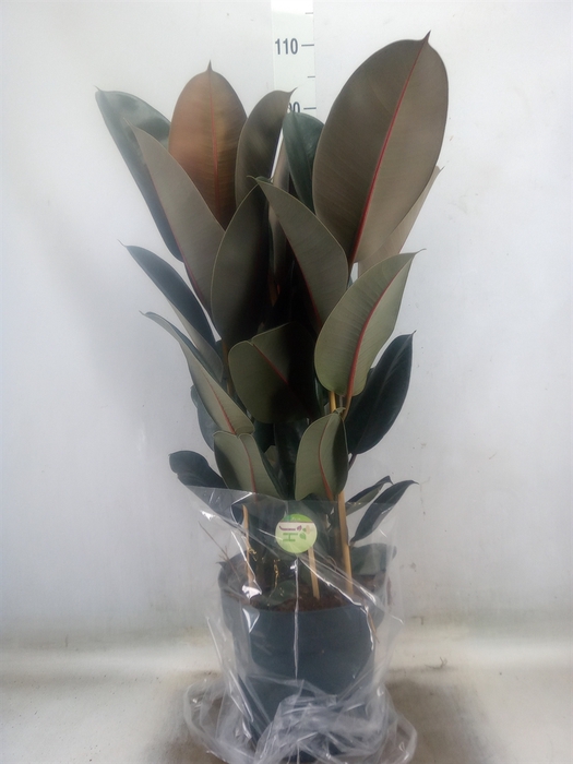 <h4>Ficus elastica 'Abidjan'</h4>